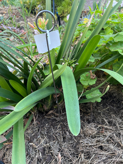  Display Stake