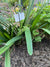  Display Stake