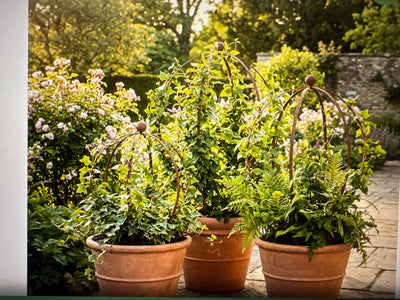  Medium Growing Frame