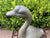  Goose Head Up