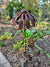  Large Rust Daisy