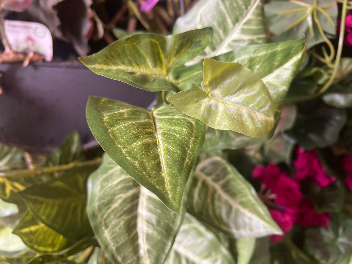  Hanging Green Syngonium Bush Vine