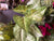  Hanging Green Syngonium Bush Vine
