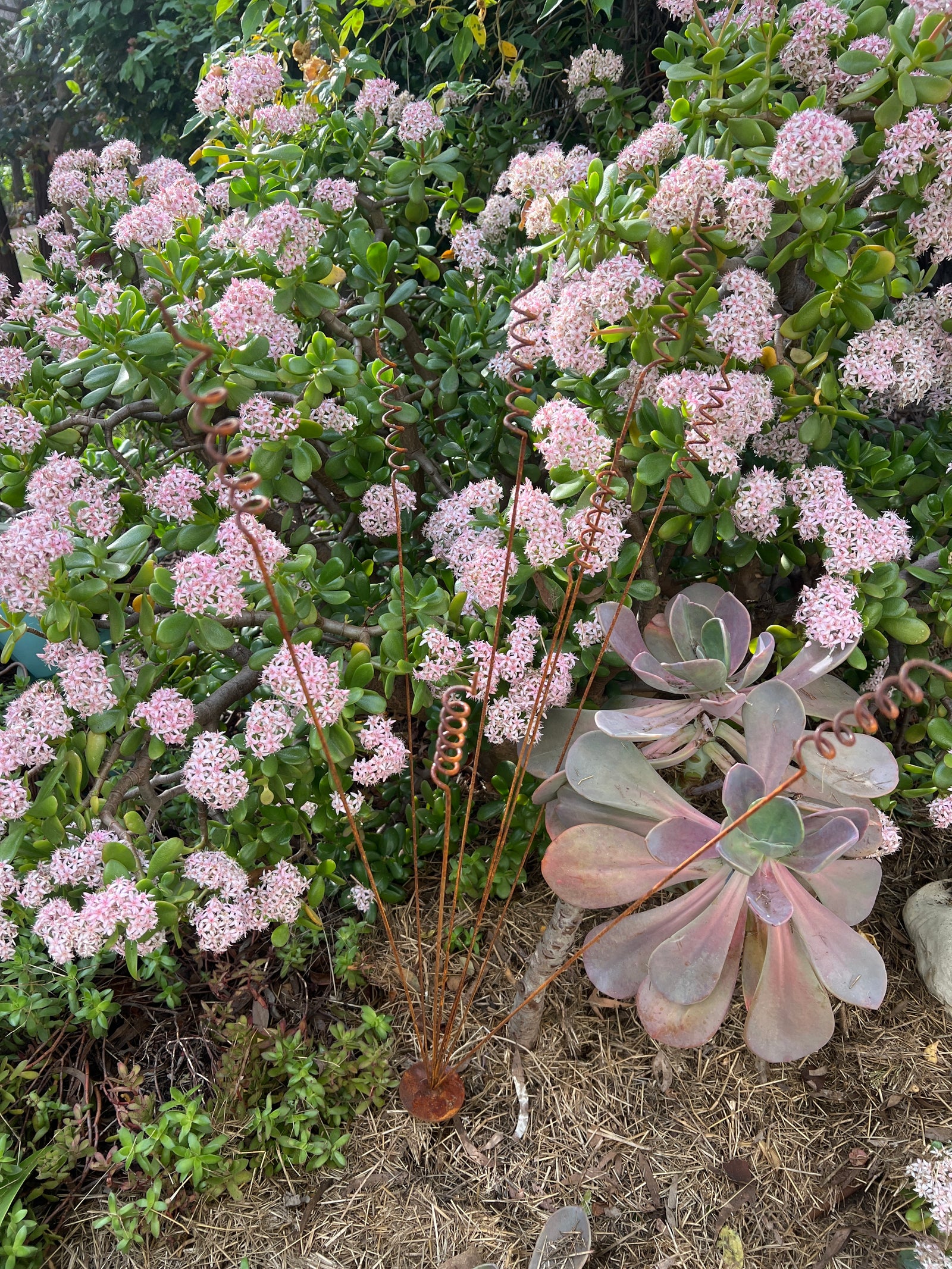  Stake Grass Spray - Rust