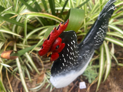  Black and White Hen