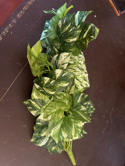  Marble Pothos Hanging