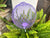  Allium purple Stake - Medium