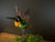  Glass hummingbird Stake