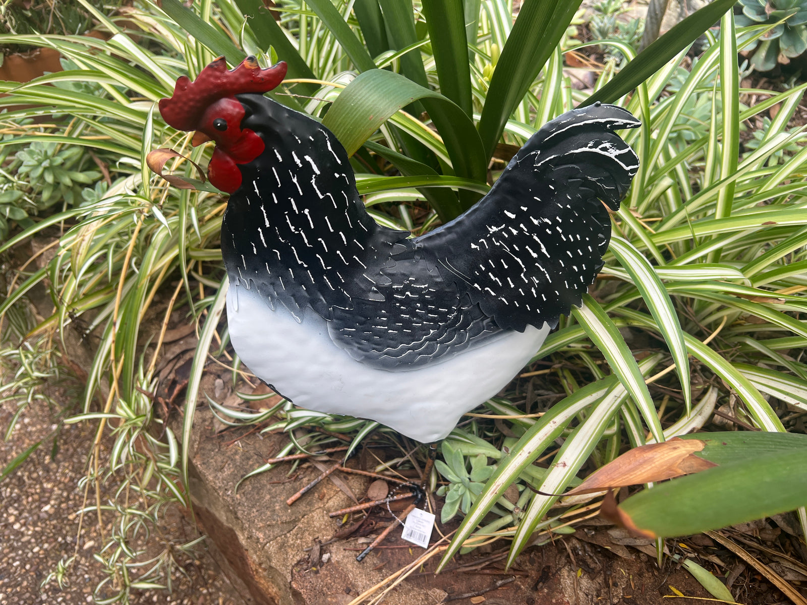  Black and White Hen