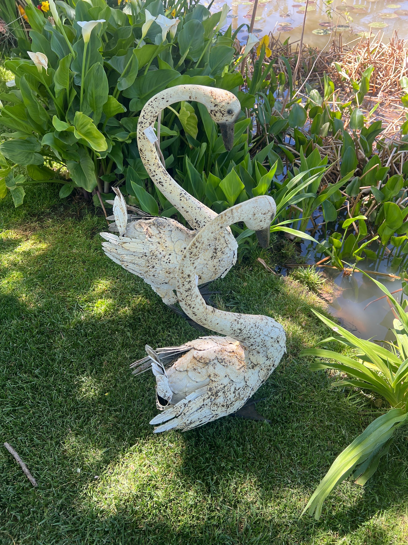  Pair of swans