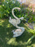  Pair of swans