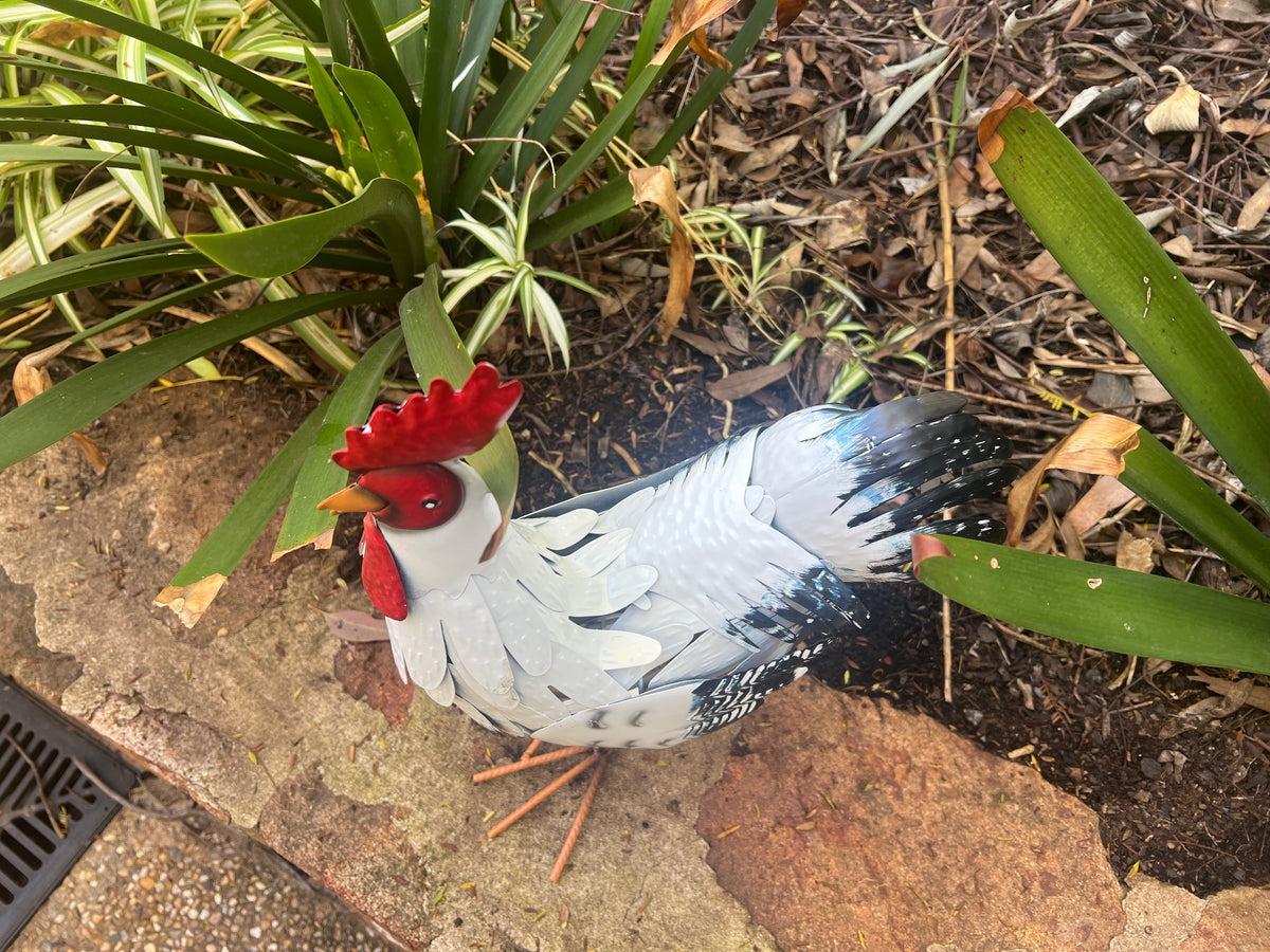  Snowy The Hen