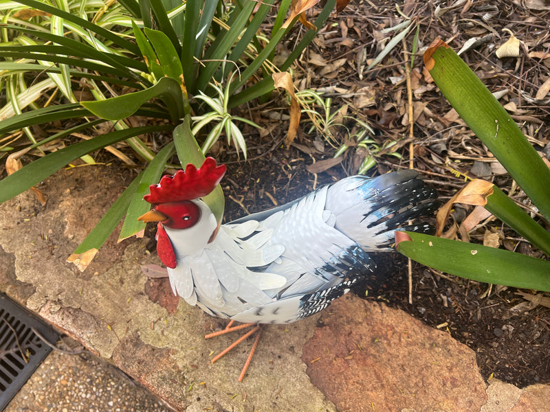  Snowy The Hen