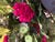  Geranium Bush Trail - Dark