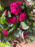  Geranium Bush Trail - Dark