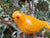  Yellow Bird Wind-chime