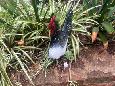  Black and White Hen
