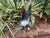  Black and White Hen