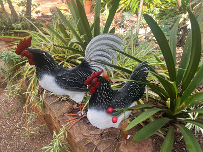  Black and White Rooster