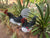  Black and White Rooster