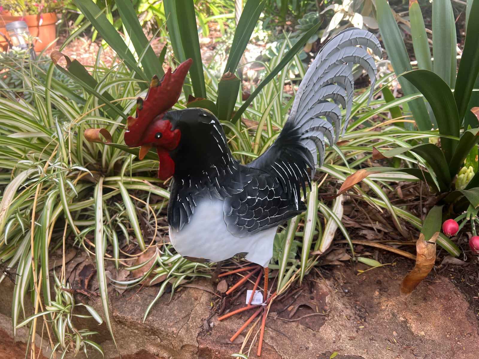  Black and White Rooster