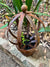  Rust Topiary Ball Trainer - Small