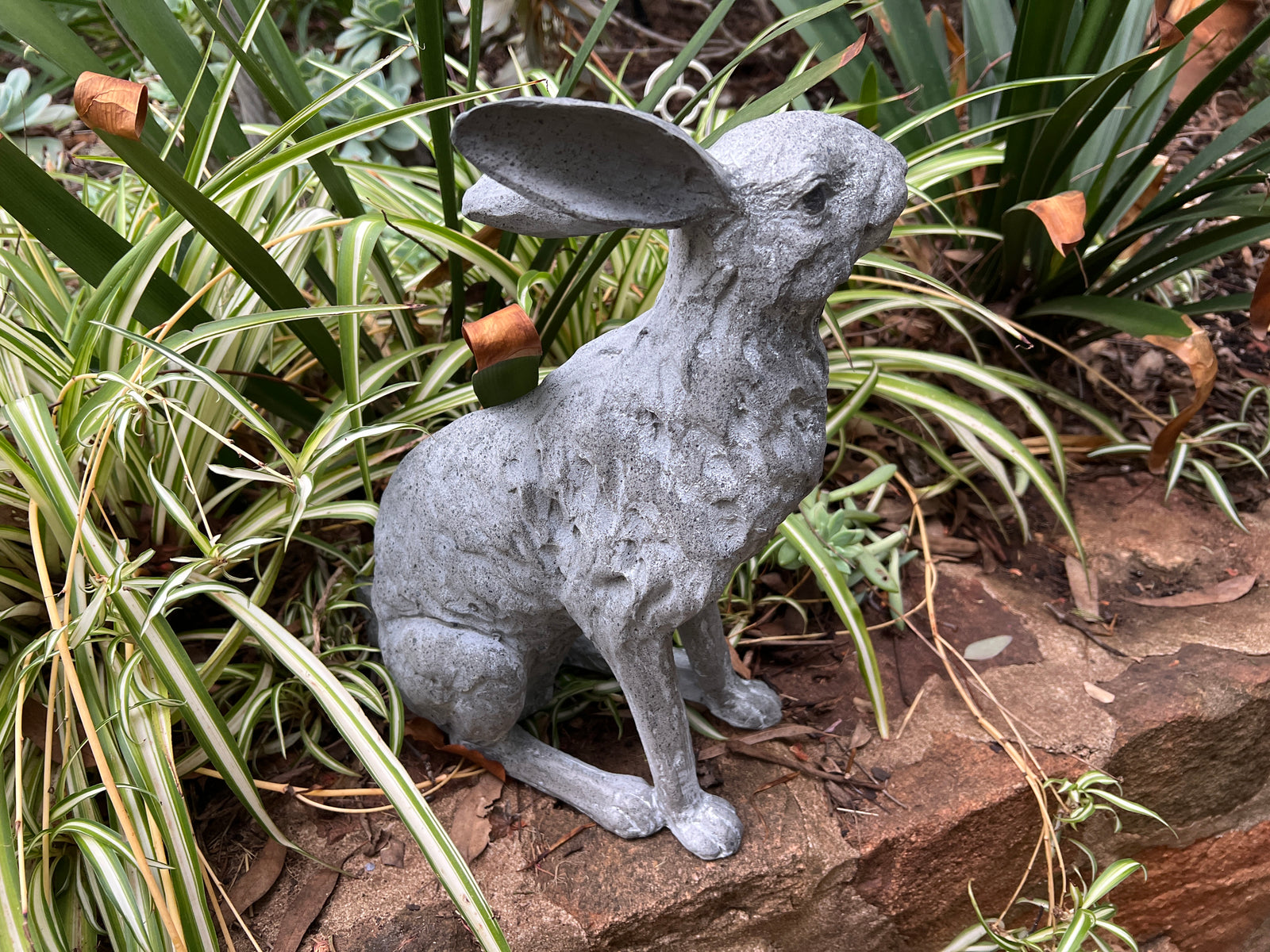  Sitting Hare - Ears back