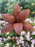  Stake Lily - Rust