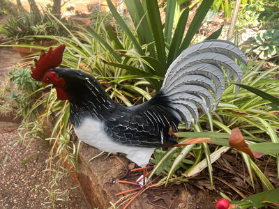  Black and White Rooster