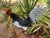  Black and White Rooster