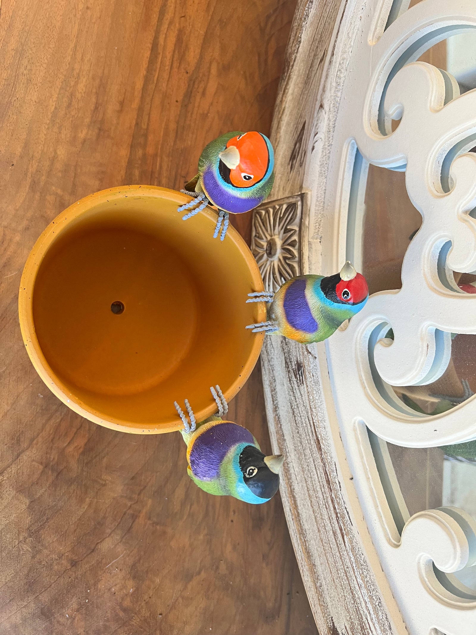  Gouldian Finch Pot Sitters