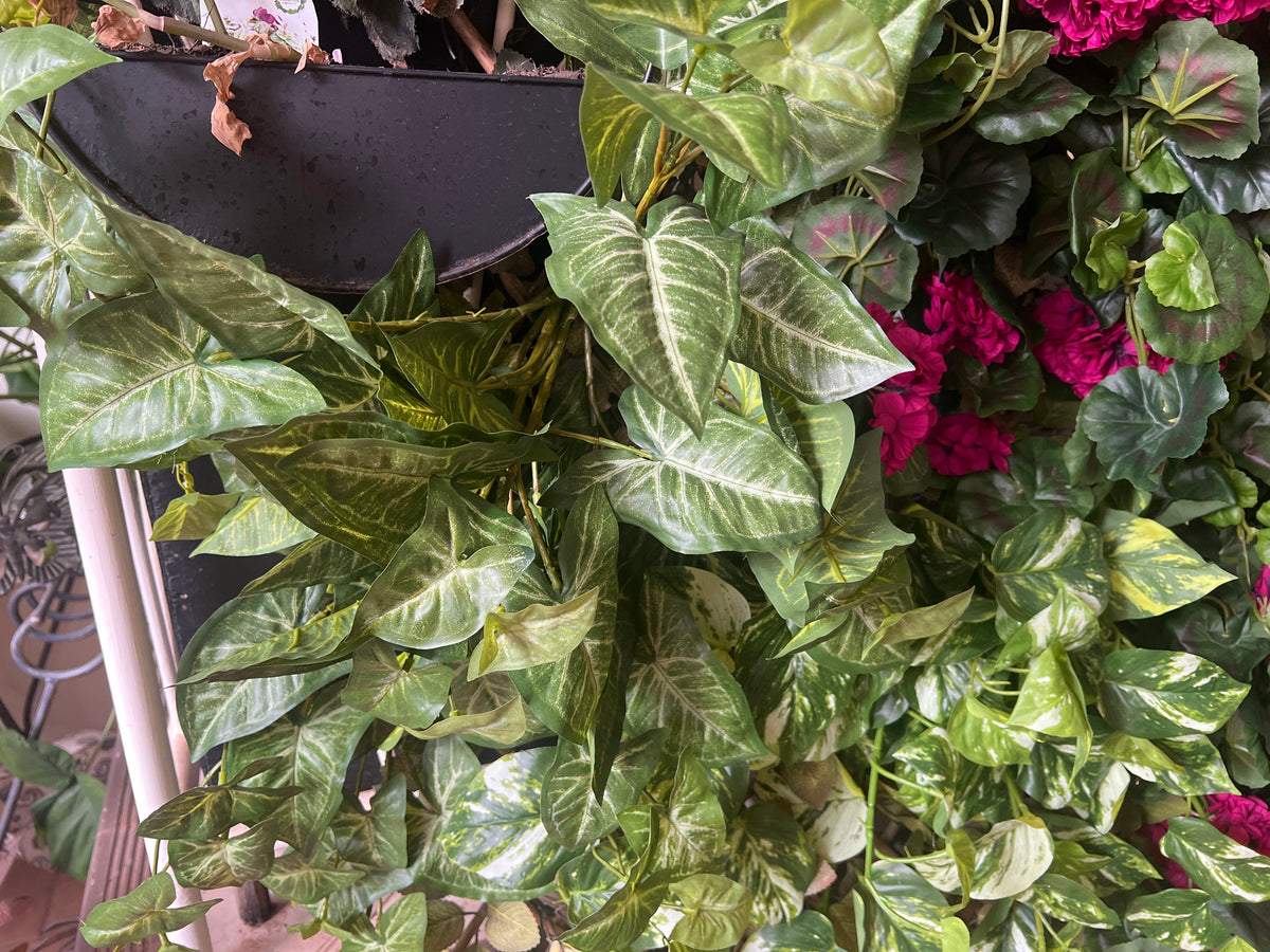  Hanging Green Syngonium Bush Vine
