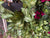  Hanging Green Syngonium Bush Vine