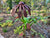  Large Rust Daisy