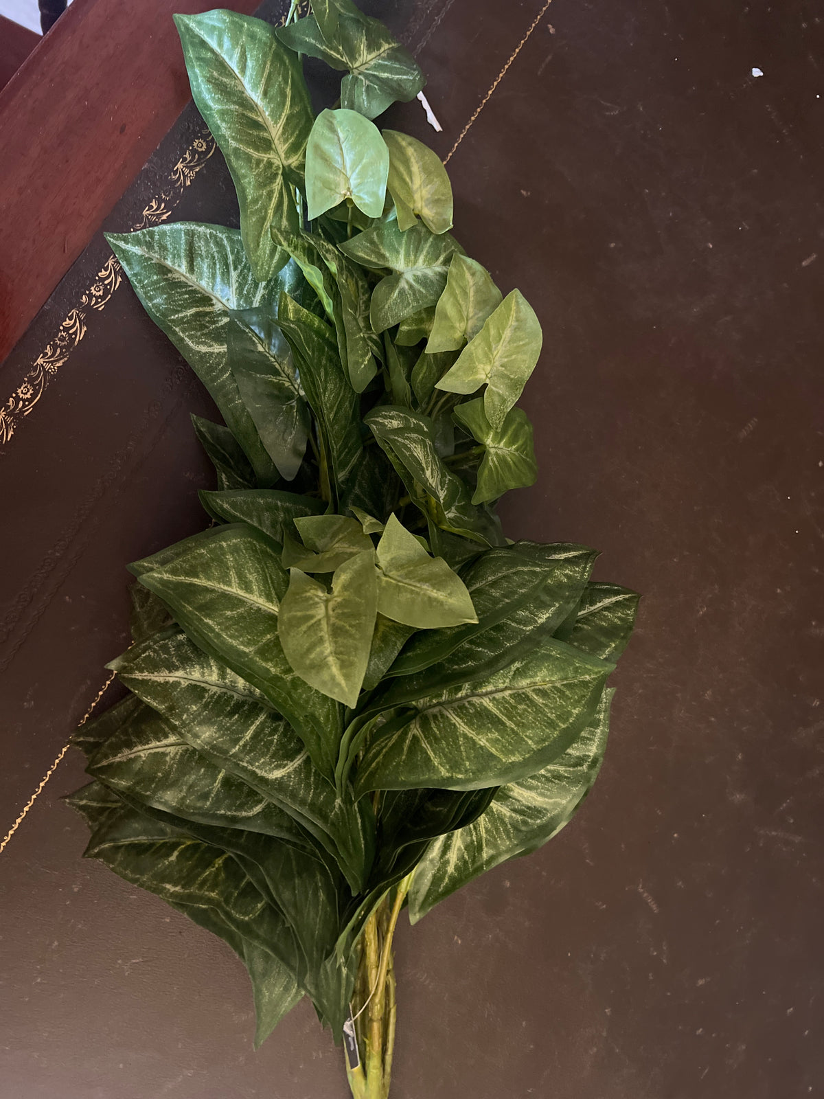  Hanging Green Syngonium Bush Vine