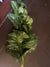  Hanging Green Syngonium Bush Vine