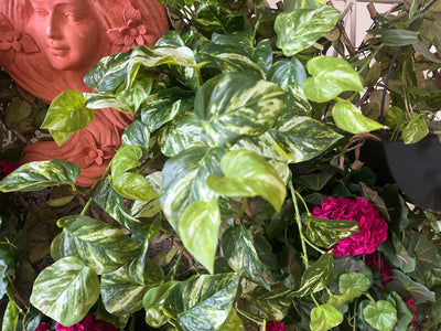  Marble Pothos Hanging