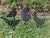  Set of 5 Black Hen Stakes