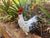 Snowy The Hen