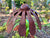  Large Rust Daisy