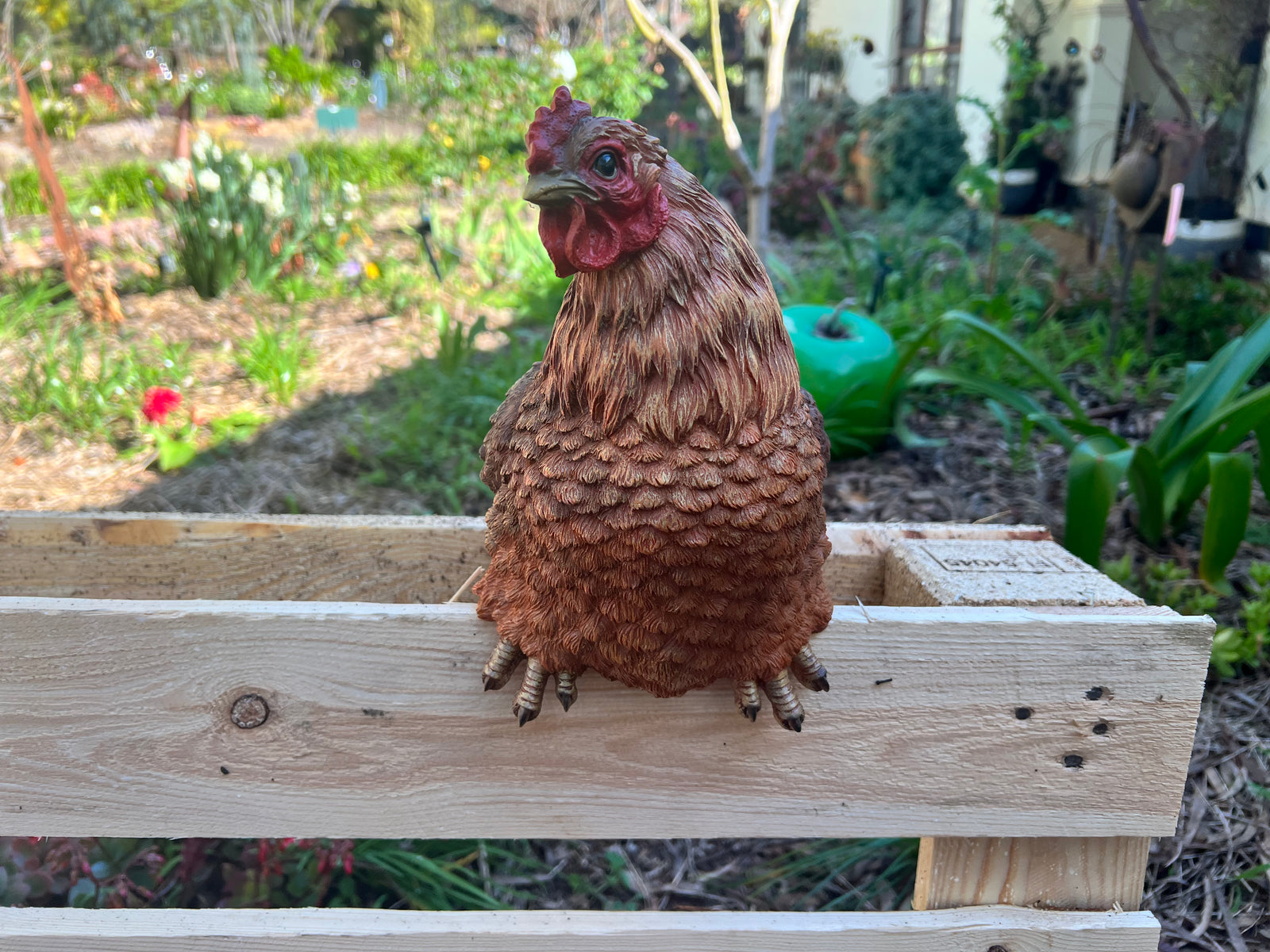  Fence Sitting Hen- Brown