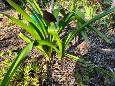  Finch Metal Garden Stake