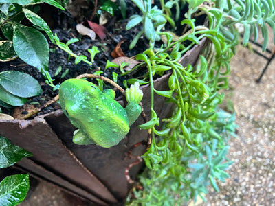  Curious Frog Pot sitter - A
