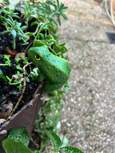 Curious Frog Pot Sitter- B