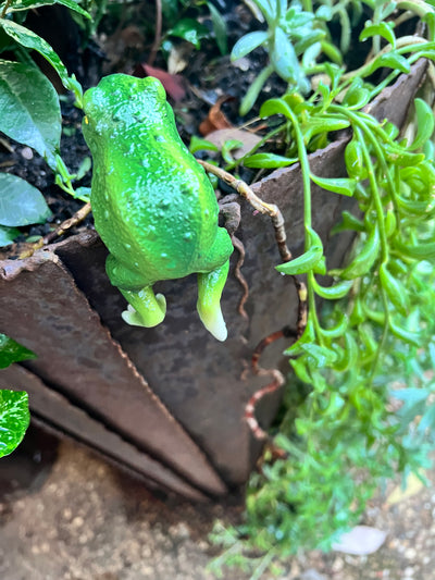  Curious Frog Pot Sitter- B