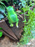  Curious Frog Pot Sitter- B