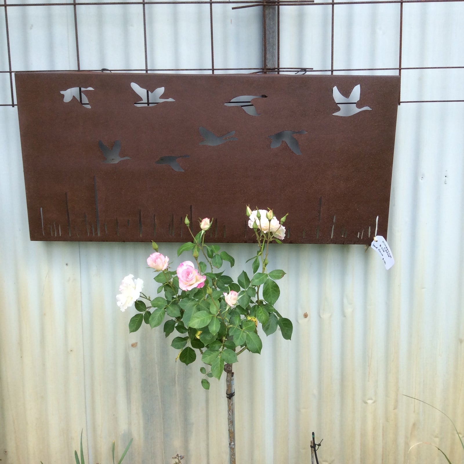  Photo 17-10-2016, 12 55 51 PM.jpg