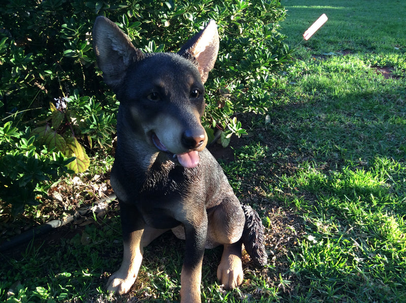  Red Kelpie Sitting