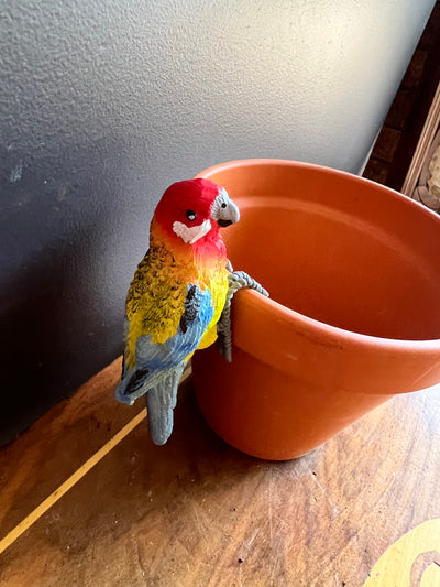  Crimson/Eastern Rosella Pot Sitter- tel