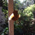  Rust Hanging Tweety - Large
